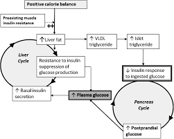type diabetes diabetes care the twin cycle hypothesis of etiology of type 2 diabetes