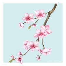 Download Premium Vector Of Hand Drawn Cherry Blossom Flower