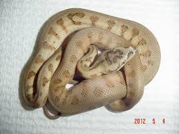albino jag het aussie pythons