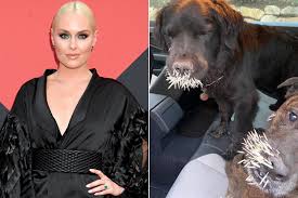 Lindsey Vonn's dogs in scary porcupine attack