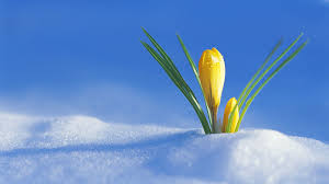 Spring Snow Wallpapers - Top Free Spring Snow Backgrounds - WallpaperAccess