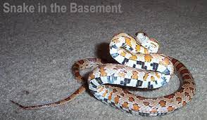 Snakes In The Basement How Do You Get