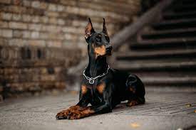 the 10 most dangerous dog breeds the
