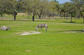 busch gardens serengeti safari experience