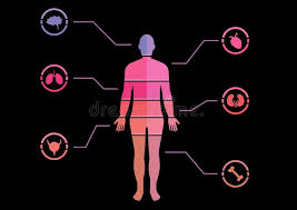 Human Body Chart Stock Illustration Illustration Of