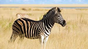Also where do zebras live has a direct connection with their ages as well. Zebra San Diego Zoo Animals Plants