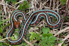 They may also turn up around homes and yards in brushy areas and under wood piles. California Garter Snakes Inaturalist