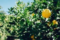 What month do lemon trees bloom?