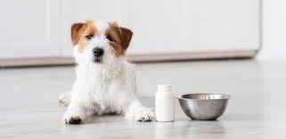 dog supplements for homemade food