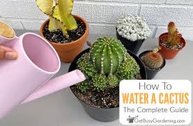 Watering Cactus Plants When How Often