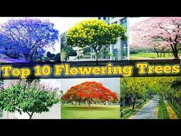 Top 10 Flowering Trees Flowering