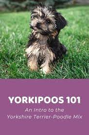 yorkshire terrier poodle mix