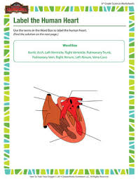 label the human heart 6th grade