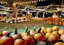 the 5 best pumpkin patches in dallas