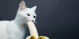 can cats eat bananas cats com