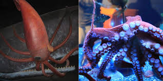 giant squid vs giant octopus main