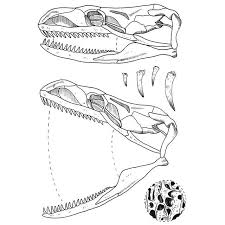 Snake Skull Diagram In 2019 Skeleton Drawings Drawings