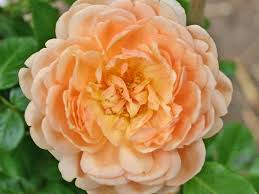 Guillot Rose \u0026#39;Elizabeth Stuart\u0026#39; ® - Rosa \u0026#39;Elizabeth Stuart ...