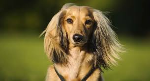 long haired dachshund care and grooming