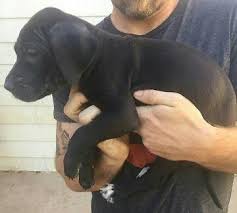 Great dane in dogs & puppies for rehoming in ontario. 2 Great Dane Puppies Left For Sale In Colorado Springs Colorado Classified Americanlisted Com