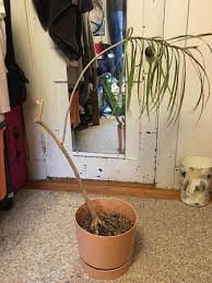 Avoid pruning winter and fall seasons, as the plant becomes dormant. Ask A Question Forum Dracaena Marginata Transplant Shock Garden Org