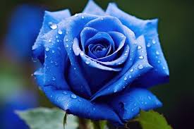 20 free blue rose flower free hd