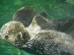 Otters are frequently described as ferrets on crack, and for good reason. Cuteness Personified Sea Otter Sea Otters Holding Hands Otters