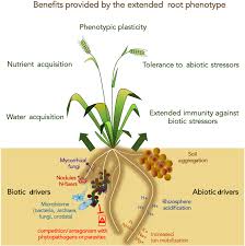 an extended root phenotype the