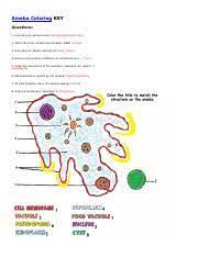 Each colouring sheet is bold and uncluttered meaning they are great for younger children creating simple art and for older children who want to create with some finer detail. Protist Worksheet Doc Protists The Protozoans Euglena Euglena Are Unicellular Organisms Classified Into The Kingdom Protista And The Phylum Course Hero
