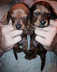 Gorgeous akc english cream dachshund puppies champion line! Dachshund Puppies Pets And Animals For Sale Washington
