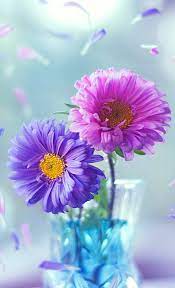 beautiful flowers flower nature hd