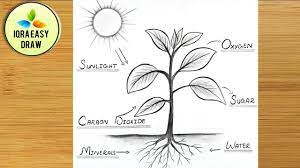 photosynthesis process of plant diagram