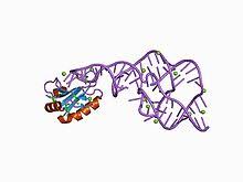 At least four mutations are important. Hepatitis Delta Virus Ribozyme Wikiwand