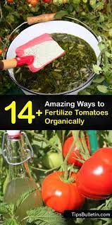fertilize your tomatoes diy tomato