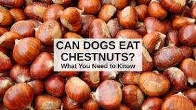 are-boiled-chestnuts-good-for-dogs