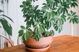 10 Best Low Light Indoor Plants