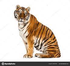 Сидящий Тигр Изолированный Белом стоковое фото ©lifeonwhite 388191952
