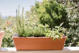5 Herbs For Growing In Containers
