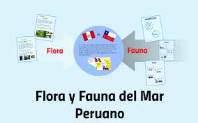 Personal social 5 años 3. Flora Y Fauna Del Mar Peruano By Melissa Padilla Perez