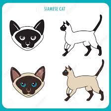 The siamese is recognized by all cat associations. Siamese Cat Set Face And Body Vector On A White Background Royalty Free Cliparts Vectors And Stock Illustration Image 63752324