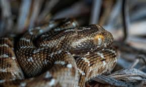 saw scaled viper images browse 170