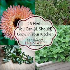 grow in your kitchen garden