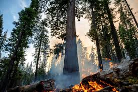 giant sequoia trees threatened
