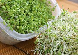alfalfa sprouts nutrition how to grow