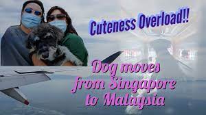 singapore dog s relocation journey