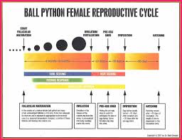 72 Unfolded Python Breeding Chart