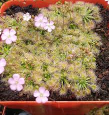 More >> included taxa number of records: Plantas Bonitas Drosera Omissa X Pulchella Esta Pigmea Facebook