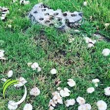 There Are Mushrooms In My Lawn Should