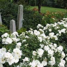 flower carpet white rose