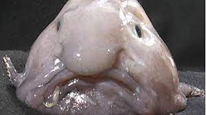 eight of the world s ugliest fish